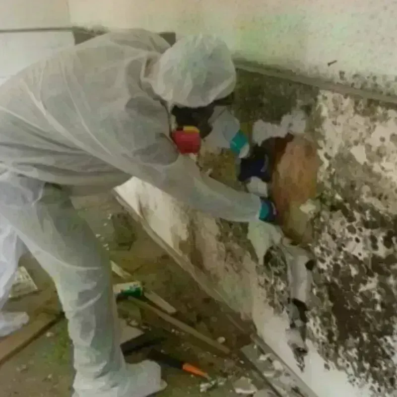 Mold Remediation and Removal in Plumas County, CA